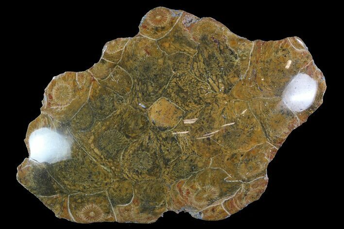 Polished Fossil Coral (Actinocyathus) - Morocco #85054
